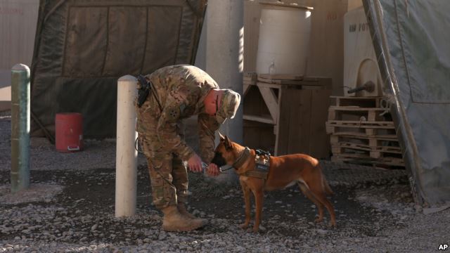US Mandates Military Dogs Be Retired in US